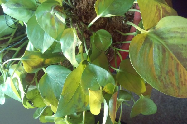 绿萝的叶子为什么发黄有黑斑，可能是温度低、受到强光暴晒等因素所致