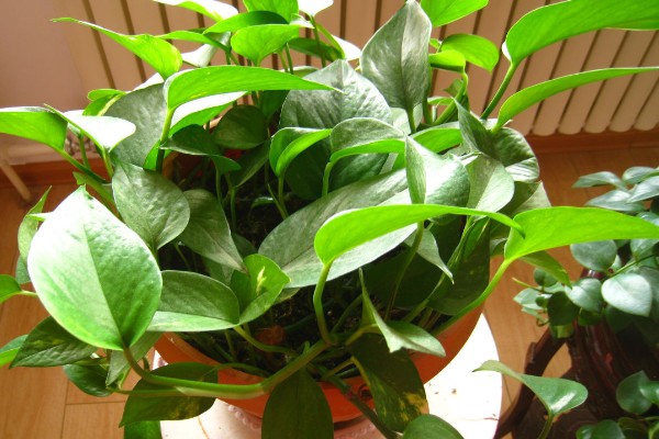 绿萝的叶子为什么发黄有黑斑，可能是温度低、受到强光暴晒等因素所致