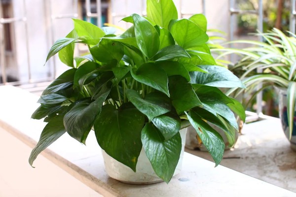 绿萝的叶子为什么发黄有黑斑，可能是温度低、受到强光暴晒等因素所致