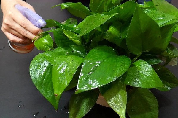 绿萝的叶子为什么发黄有黑斑，可能是温度低、受到强光暴晒等因素所致