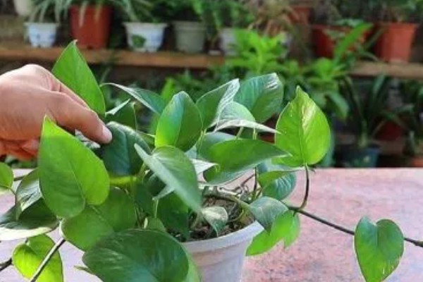 绿萝的叶子为什么发黄有黑斑，可能是温度低、受到强光暴晒等因素所致