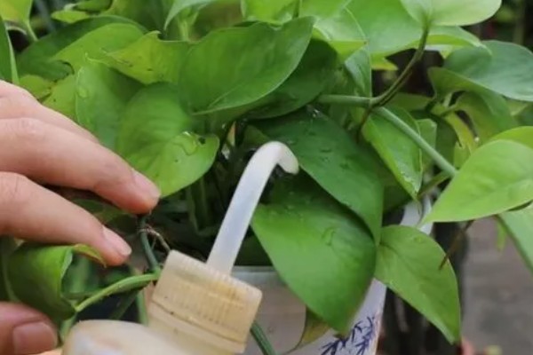 绿萝的叶子为什么发黄有黑斑，可能是温度低、受到强光暴晒等因素所致