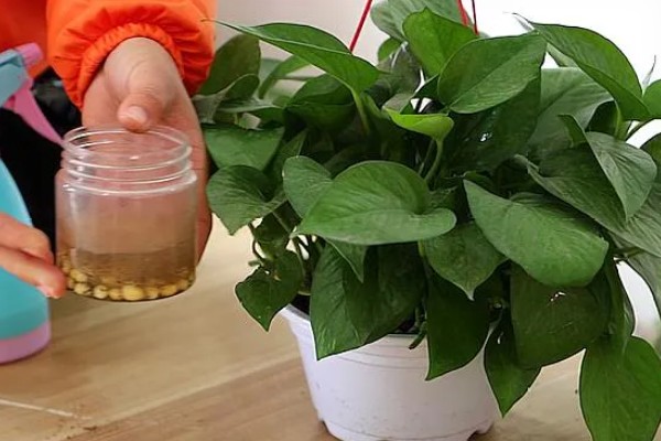 绿萝的叶子为什么发黄有黑斑，可能是温度低、受到强光暴晒等因素所致