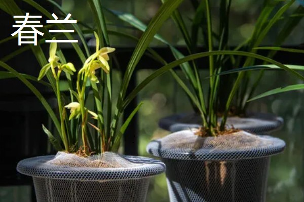 兰花有什么品种，常见春兰、蕙兰等10个种类