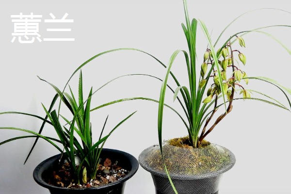 兰花有什么品种，常见春兰、蕙兰等10个种类