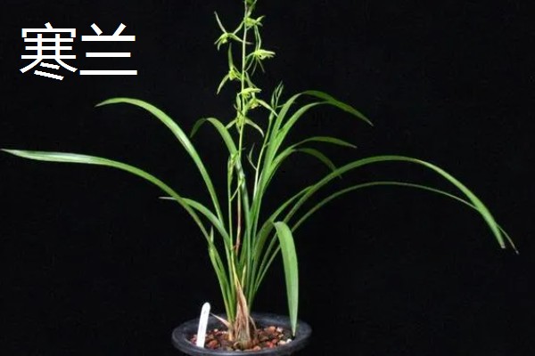兰花有什么品种，常见春兰、蕙兰等10个种类