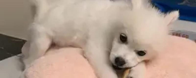狗狗眼屎怎么办，根据具体症状使用药物