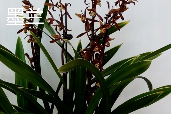 兰花有什么品种，常见春兰、蕙兰等10个种类