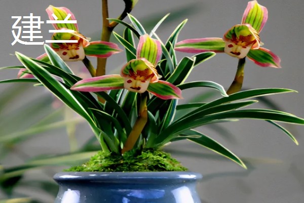 兰花有什么品种，常见春兰、蕙兰等10个种类