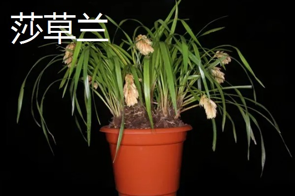 兰花有什么品种，常见春兰、蕙兰等10个种类