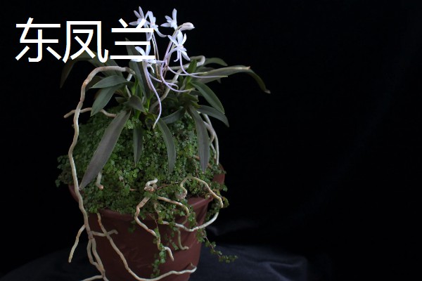 兰花有什么品种，常见春兰、蕙兰等10个种类