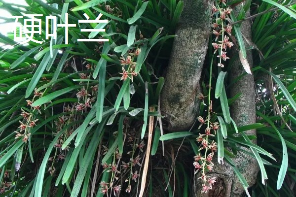 兰花有什么品种，常见春兰、蕙兰等10个种类