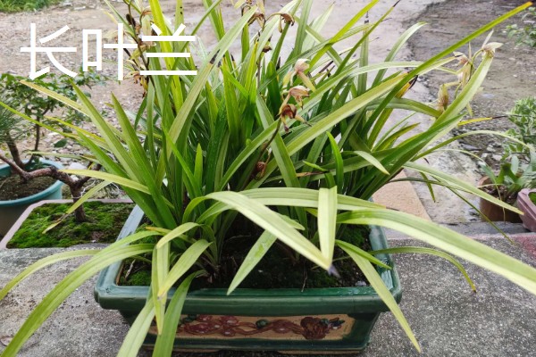 兰花有什么品种，常见春兰、蕙兰等10个种类