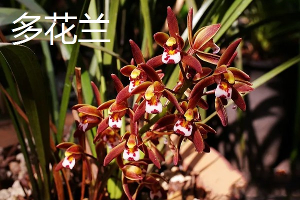 兰花有什么品种，常见春兰、蕙兰等10个种类