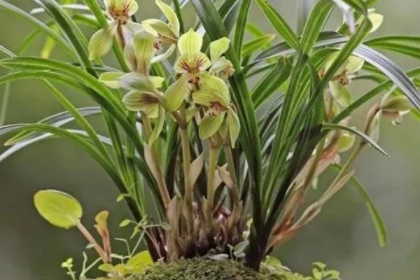 兰花有什么品种，常见春兰、蕙兰等10个种类