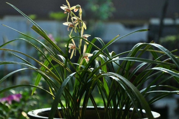 兰花有什么品种，常见春兰、蕙兰等10个种类