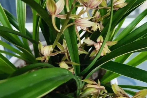 兰花有什么品种，常见春兰、蕙兰等10个种类