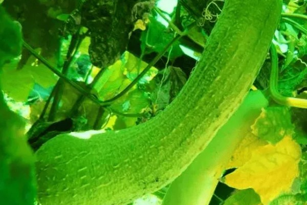 丝瓜弯曲的原因，受精不正常会导致果实发育不平衡
