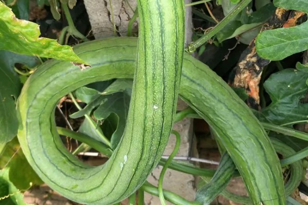 丝瓜弯曲的原因，受精不正常会导致果实发育不平衡