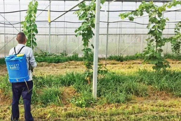 丝瓜弯曲的原因，受精不正常会导致果实发育不平衡