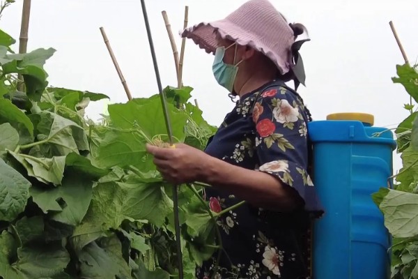 丝瓜弯曲的原因，受精不正常会导致果实发育不平衡