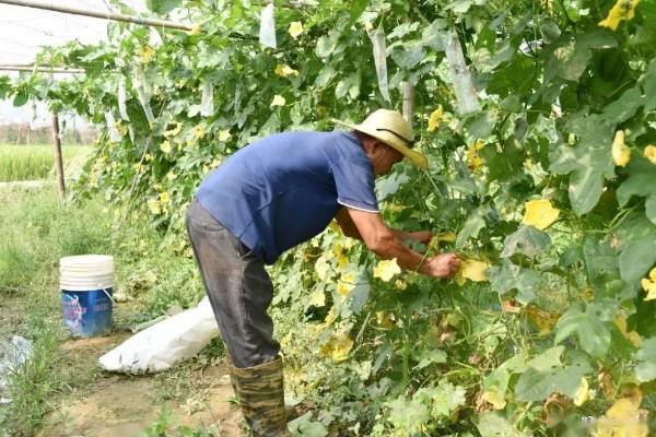 丝瓜弯曲的原因，受精不正常会导致果实发育不平衡