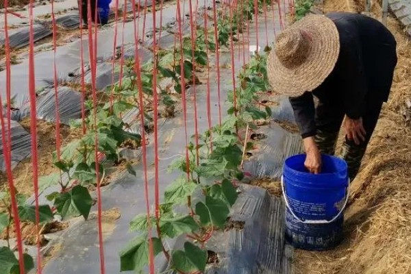 丝瓜弯曲的原因，受精不正常会导致果实发育不平衡