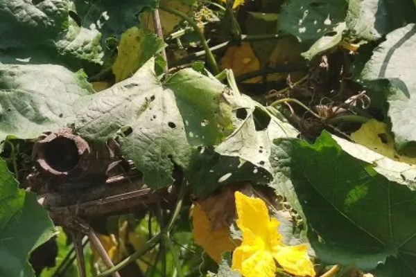 丝瓜弯曲的原因，受精不正常会导致果实发育不平衡