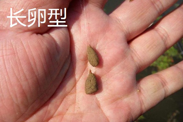 搓饵是什么，是钓鱼人最常用的上饵方法之一