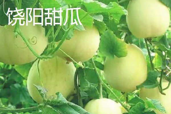 河北衡水饶阳县的特产,有大火烧夹驴肉、饶阳豆腐脑等