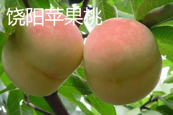 河北衡水饶阳县的特产,有大火烧夹驴肉、饶阳豆腐脑等