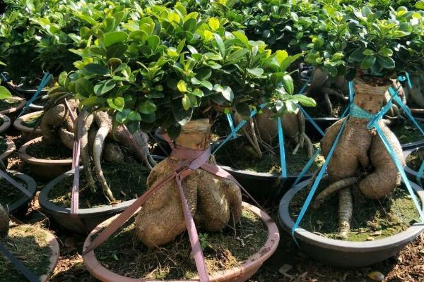 怎么修剪人参榕，春秋季节要进行修剪处理