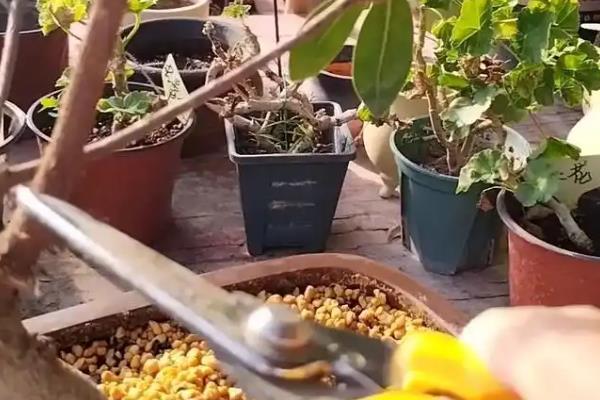 怎么修剪人参榕，春秋季节要进行修剪处理