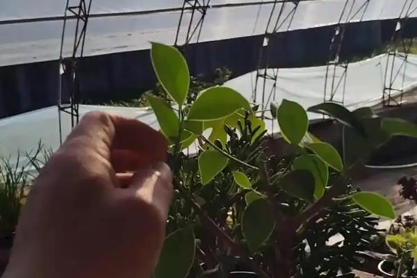 怎么修剪人参榕，春秋季节要进行修剪处理