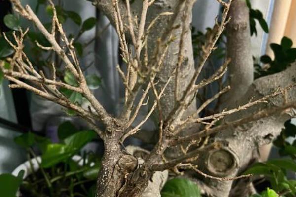 怎么修剪人参榕，春秋季节要进行修剪处理