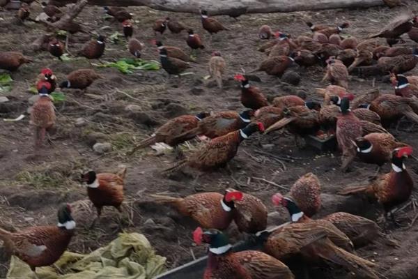 七彩山鸡养殖要办哪些证件,需要野生动物驯养繁殖许可证