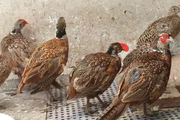 七彩山鸡养殖要办哪些证件,需要野生动物驯养繁殖许可证