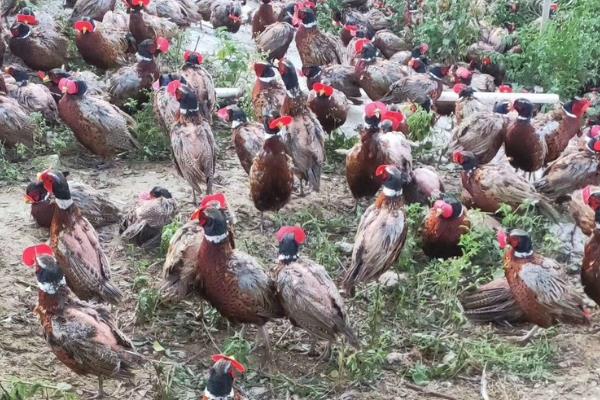 七彩山鸡养殖要办哪些证件,需要野生动物驯养繁殖许可证