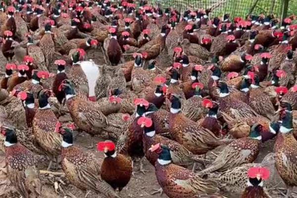 七彩山鸡养殖要办哪些证件,需要野生动物驯养繁殖许可证