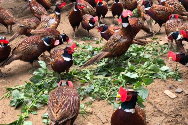 七彩山鸡养殖要办哪些证件,需要野生动物驯养繁殖许可证