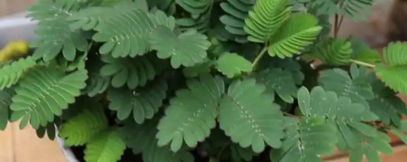 含羞草盆栽方法，播种后每隔1周浇一次水