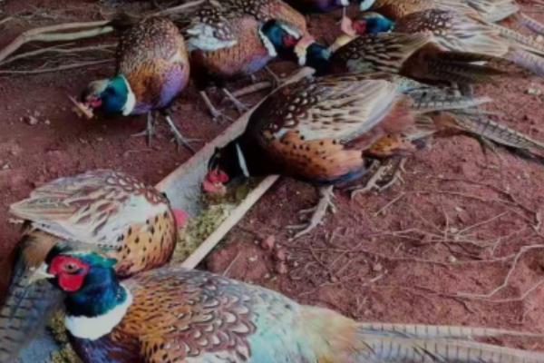 七彩山鸡养殖要办哪些证件,需要野生动物驯养繁殖许可证