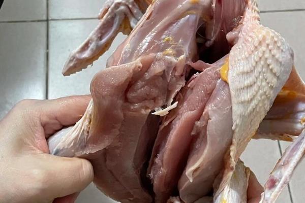 七彩山鸡养殖要办哪些证件,需要野生动物驯养繁殖许可证