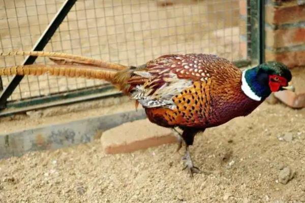 七彩山鸡养殖要办哪些证件,需要野生动物驯养繁殖许可证