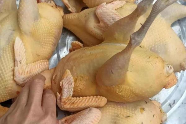 七彩山鸡养殖要办哪些证件,需要野生动物驯养繁殖许可证