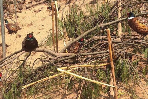 七彩山鸡养殖要办哪些证件,需要野生动物驯养繁殖许可证