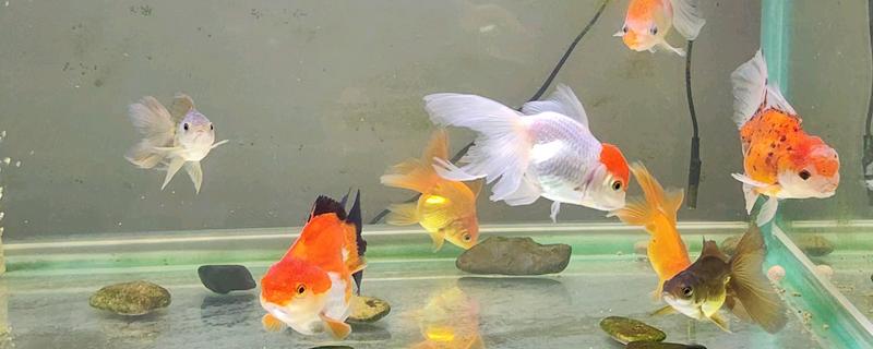 怎么养殖金鱼，将水温保持在18-25℃