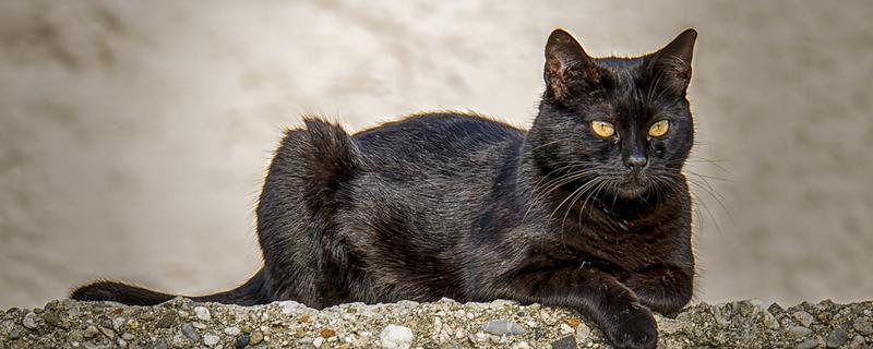 训练中华田园猫动作行为的方法，给予猫咪正向激励