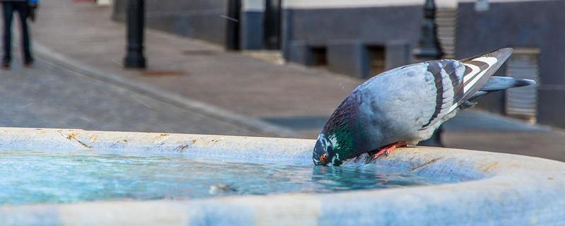 鸽子喂什么水，自来水作为饮用水就可以了
