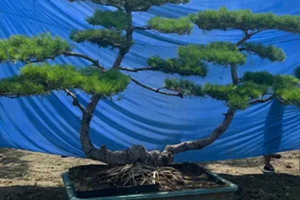 迎客松发黄如何解决，每天保持6-8小时的阳光照射